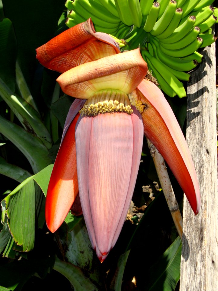 Plant Flora Flower Leaf