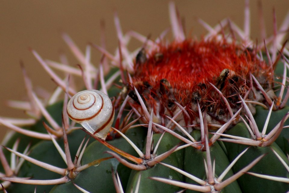 Thorns Spines And Prickles Cactus Plant Vegetation