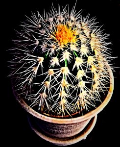 Plant Cactus Flowering Plant Flora