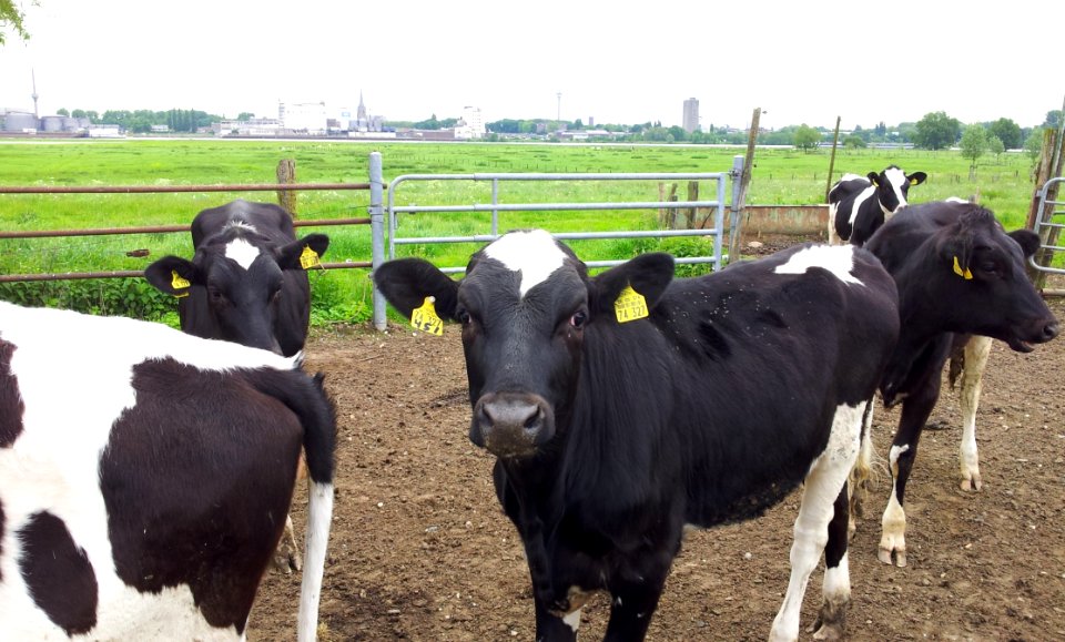 Cattle Like Mammal Dairy Cow Dairy Cow Goat Family