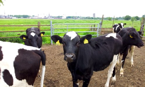 Cattle Like Mammal Dairy Cow Dairy Cow Goat Family