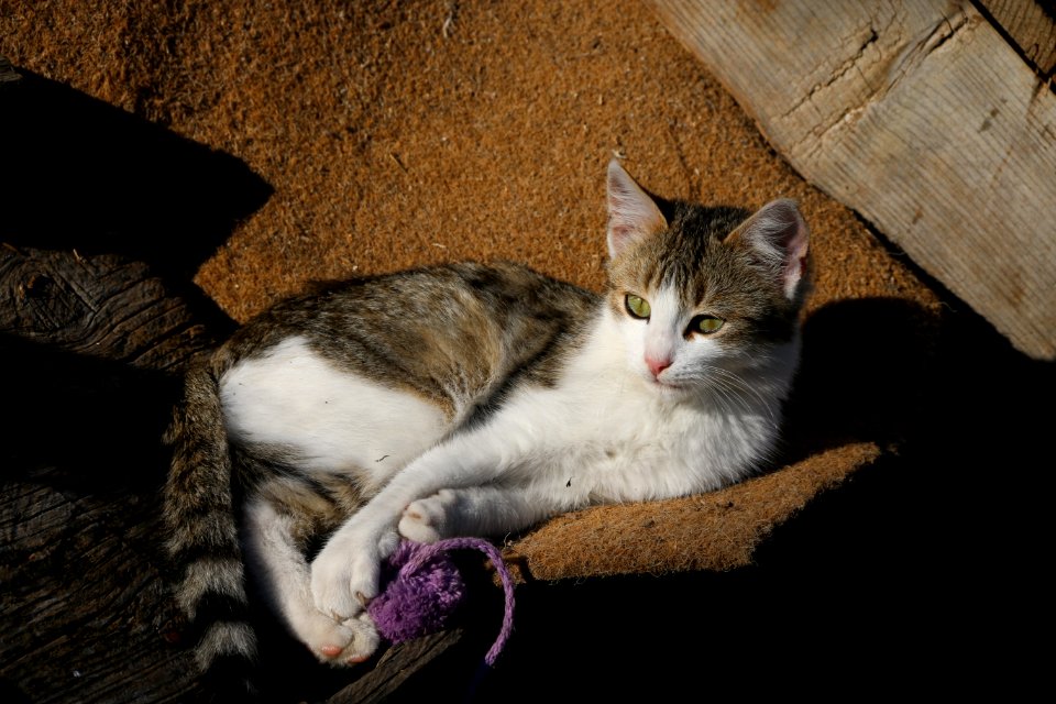 Cat Fauna Small To Medium Sized Cats Cat Like Mammal