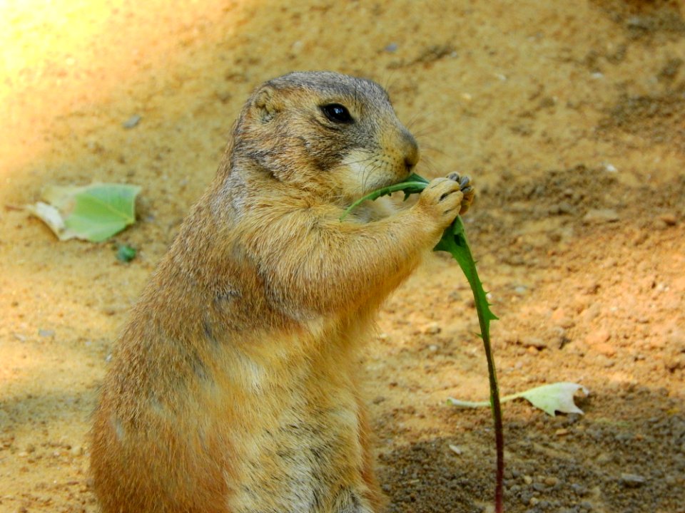 Prairie Dog Mammal Fauna Squirrel