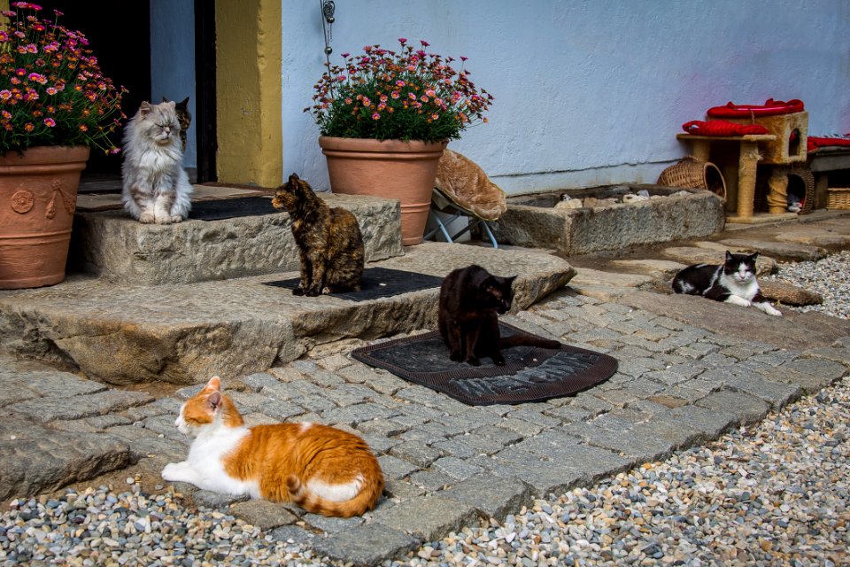 Cat Small To Medium Sized Cats Fauna Cat Like Mammal
