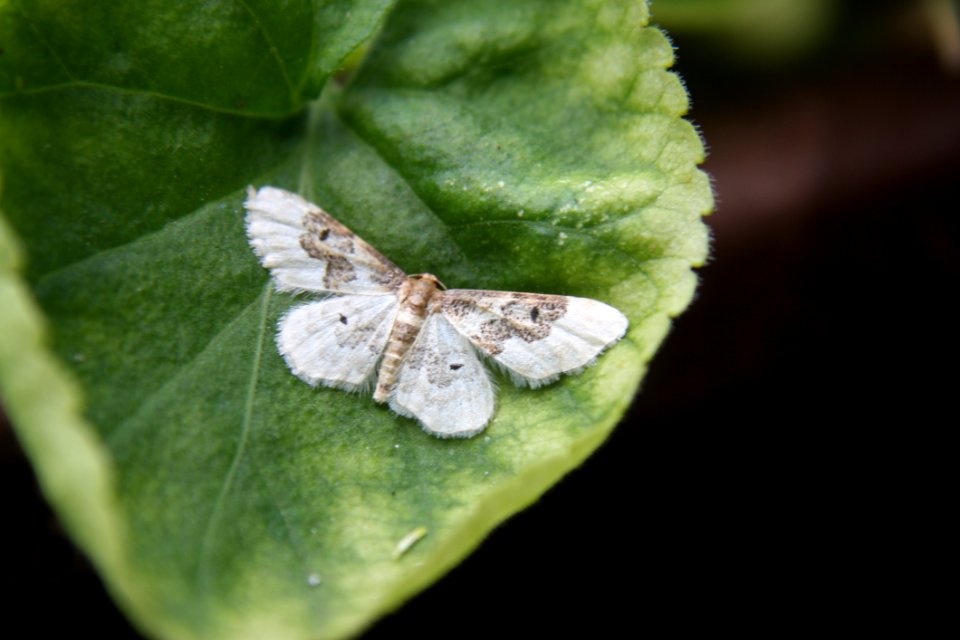 Moths And Butterflies Insect Butterfly Moth