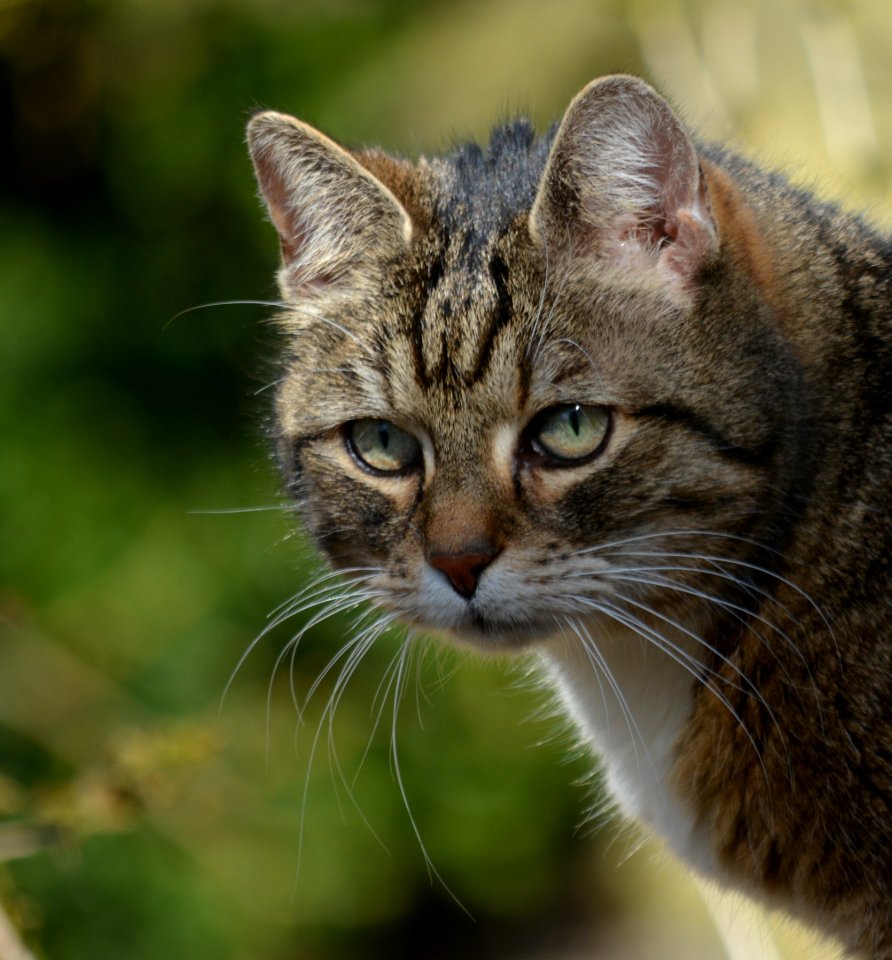 Cat Whiskers Fauna Mammal