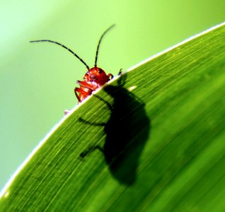 Insect Leaf Invertebrate Macro Photography photo