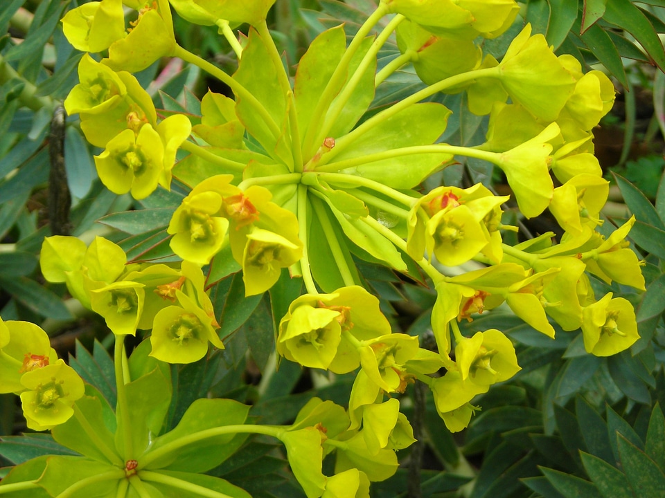 Flowers yellow italy