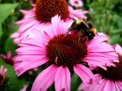Nectar Bee Coneflower Honey Bee photo