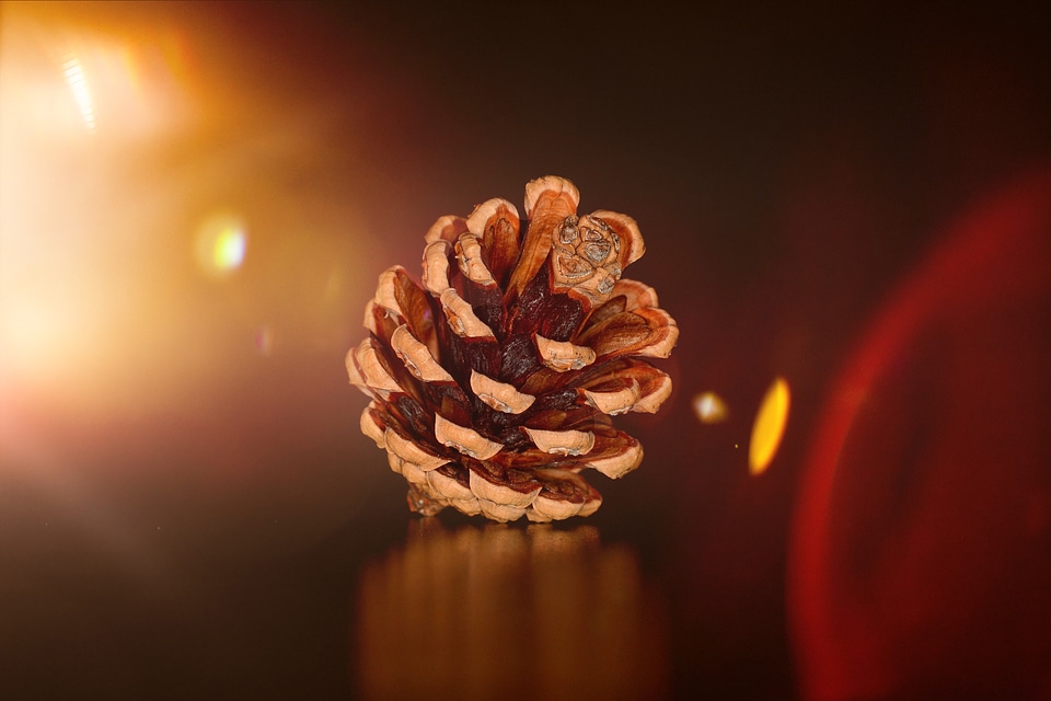 Lighting tap fir tree