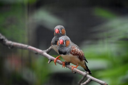 Bird Beak Branch Finch photo