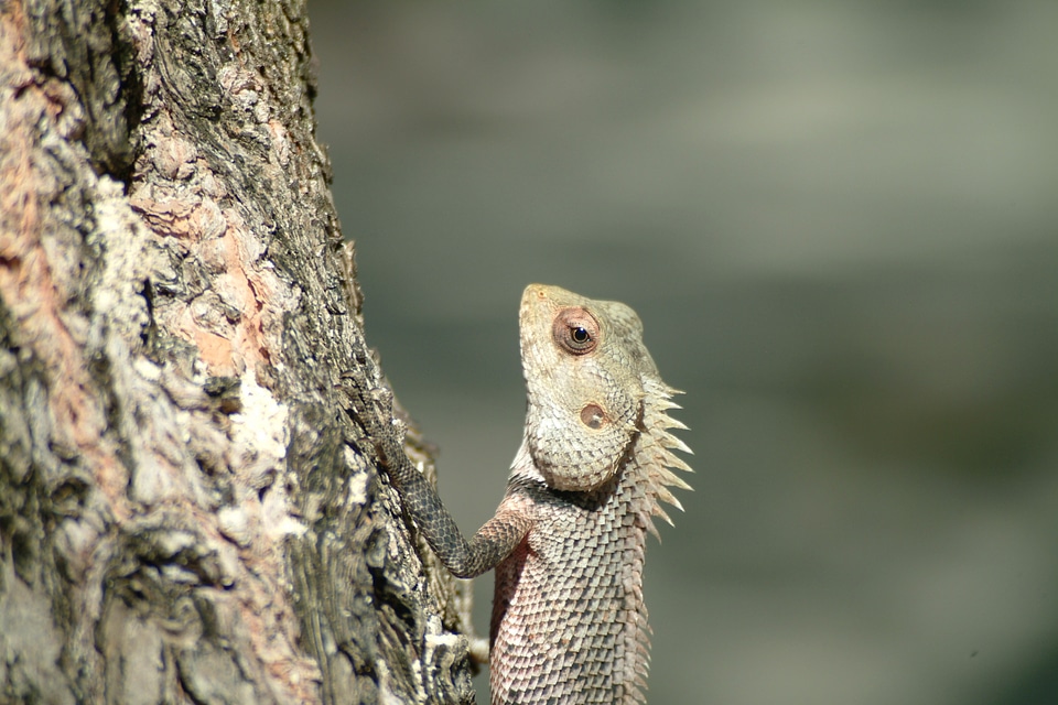 Iguana lizard maldives
