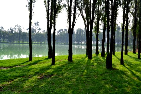 Nature Tree Ecosystem Grass