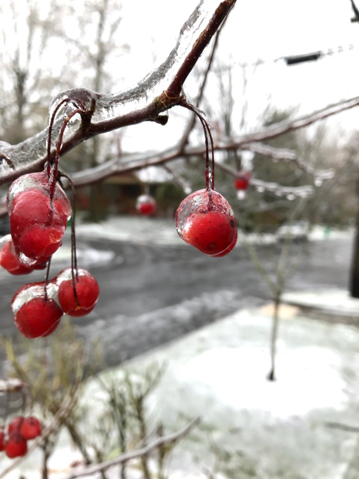 Winter Branch Snow Freezing