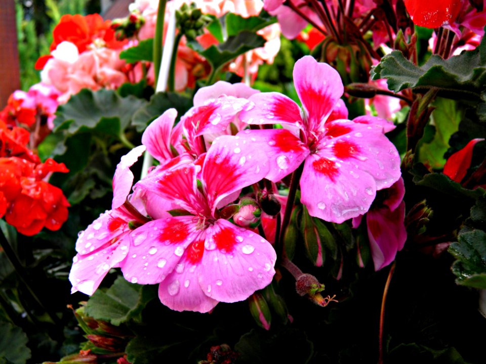 Flower Plant Pink Flowering Plant