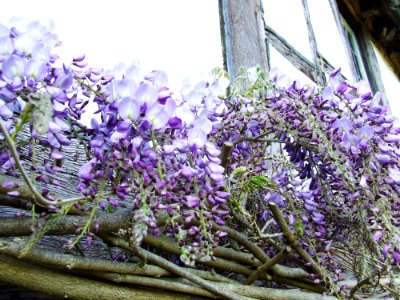 Flower Plant Purple Lilac photo