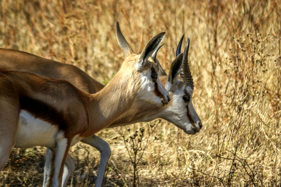 Wildlife Springbok Fauna Horn