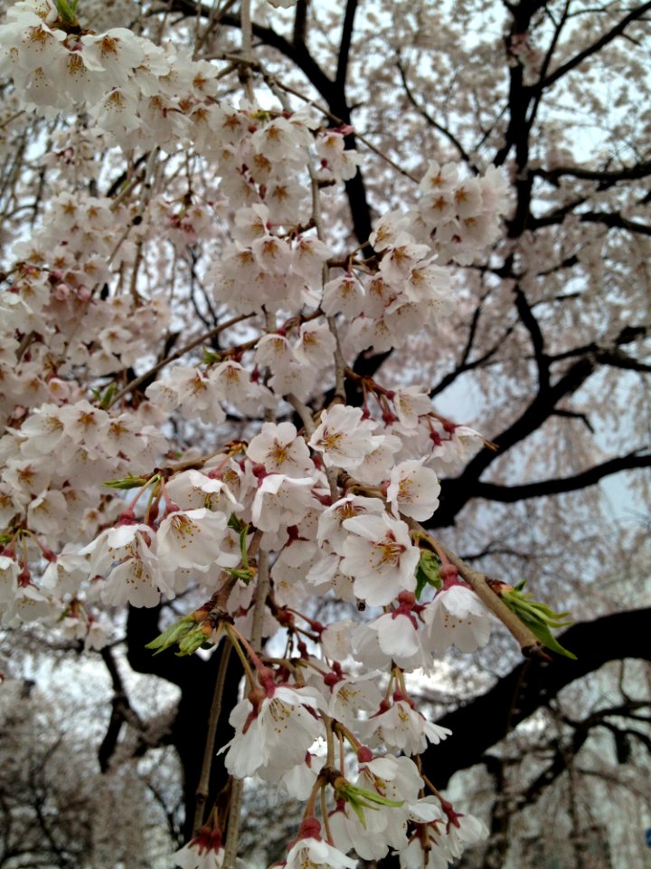Flower Blossom Plant Branch