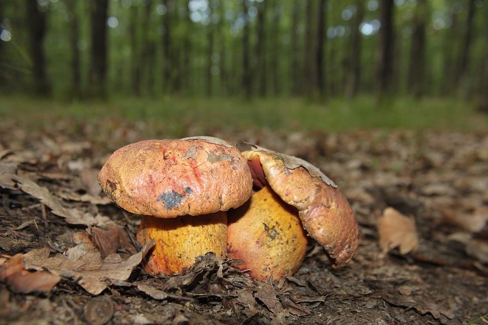 Orange poisonous pored
