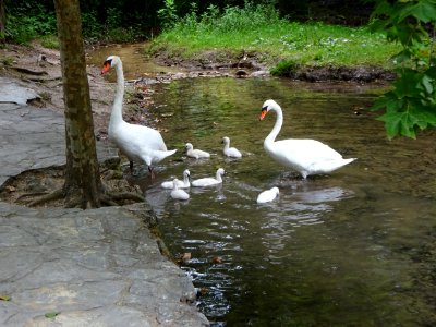 Waterway Bird Swan Water Bird