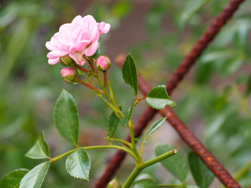 Plant Flora Flower Flowering Plant