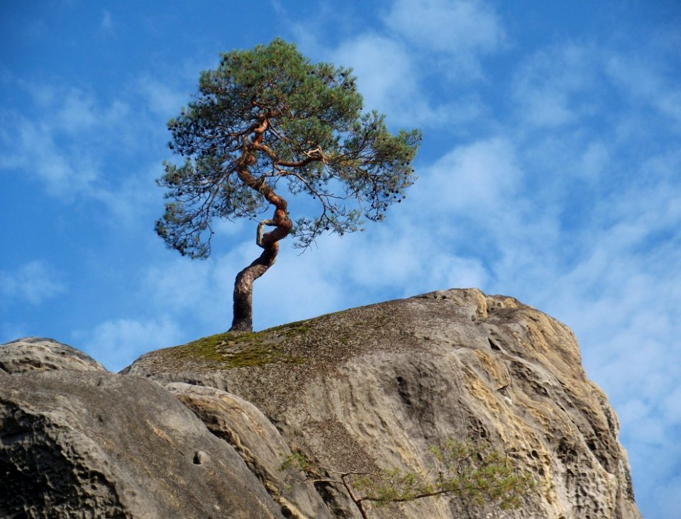 Tree Woody Plant Rock Sky