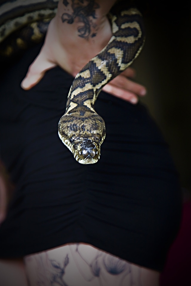 Python reptile ecology