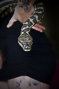 Python reptile ecology photo