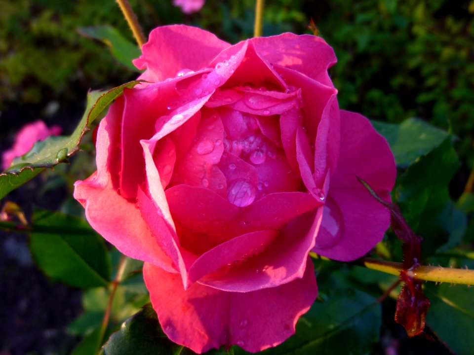 Rose Family Flower Rose Floribunda