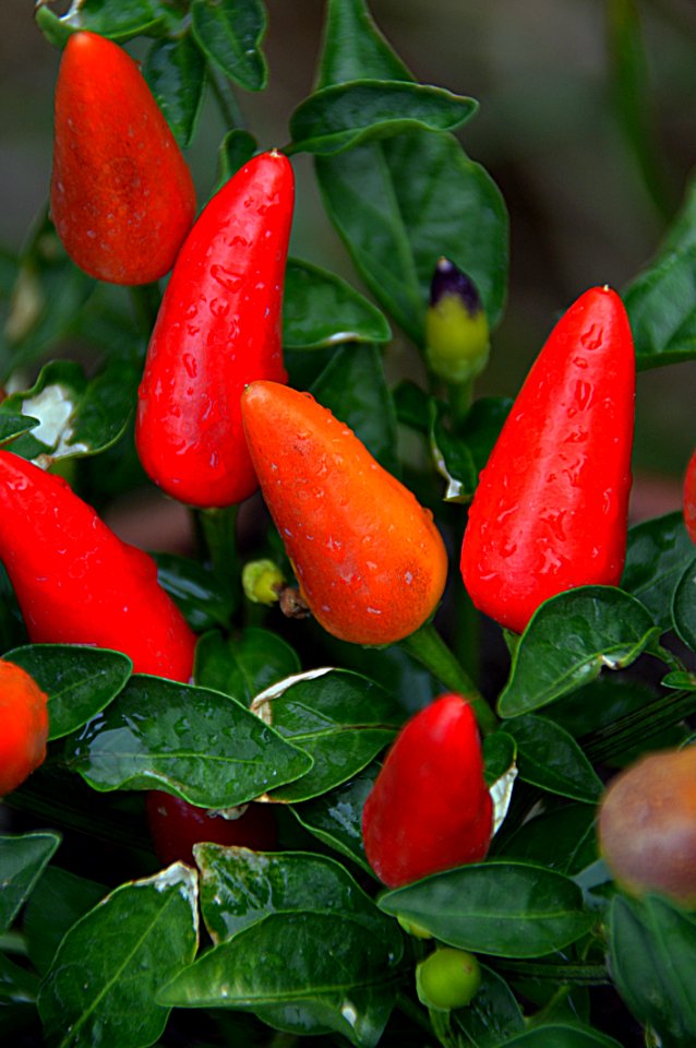 Vegetable Birds Eye Chili Chili Pepper Tabasco Pepper