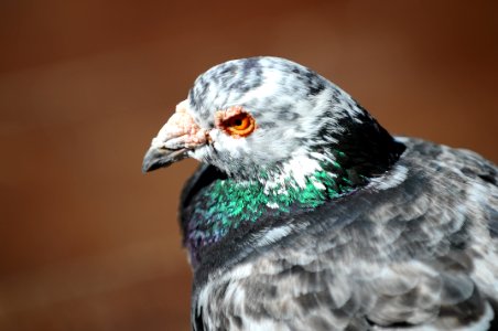 Beak Fauna Bird Feather photo