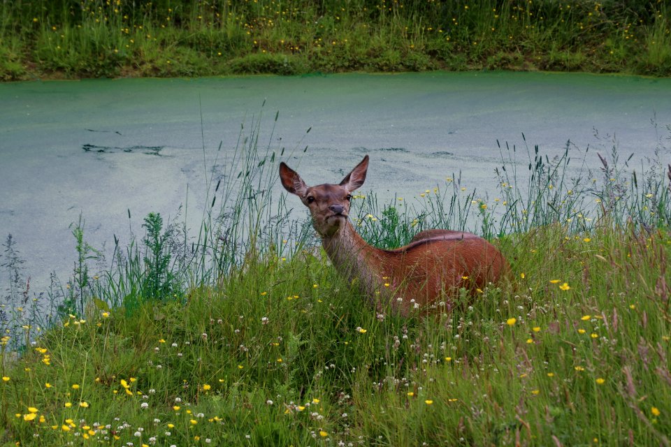 Wildlife Deer Fauna Mammal