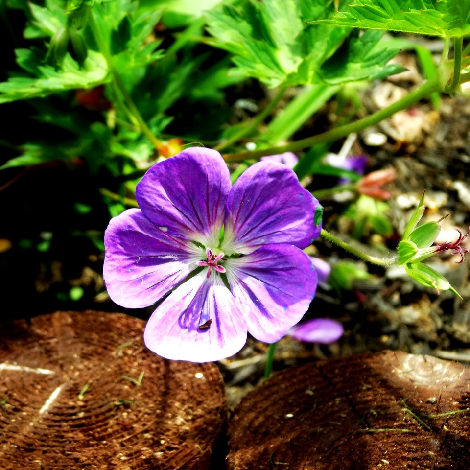 Flower Plant Flora Purple