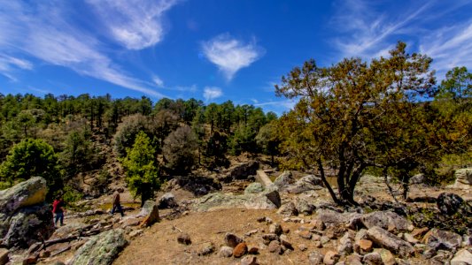 Vegetation Wilderness Rock Tree