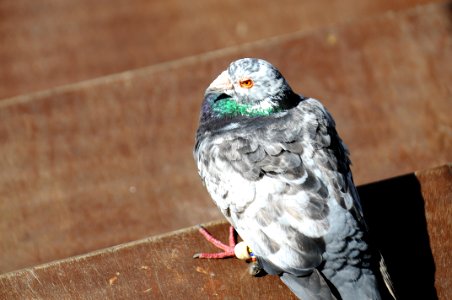 Bird Beak Fauna Pigeons And Doves photo