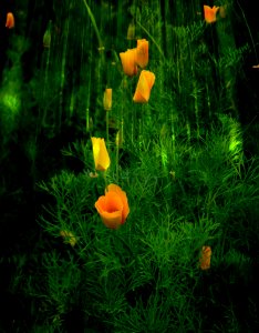 Ecosystem Plant Flower Eschscholzia Californica