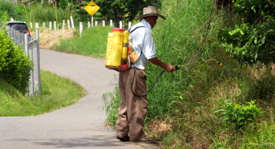 Plant Grass Agriculture Path photo