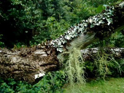 Vegetation Tree Nature Reserve Plant photo