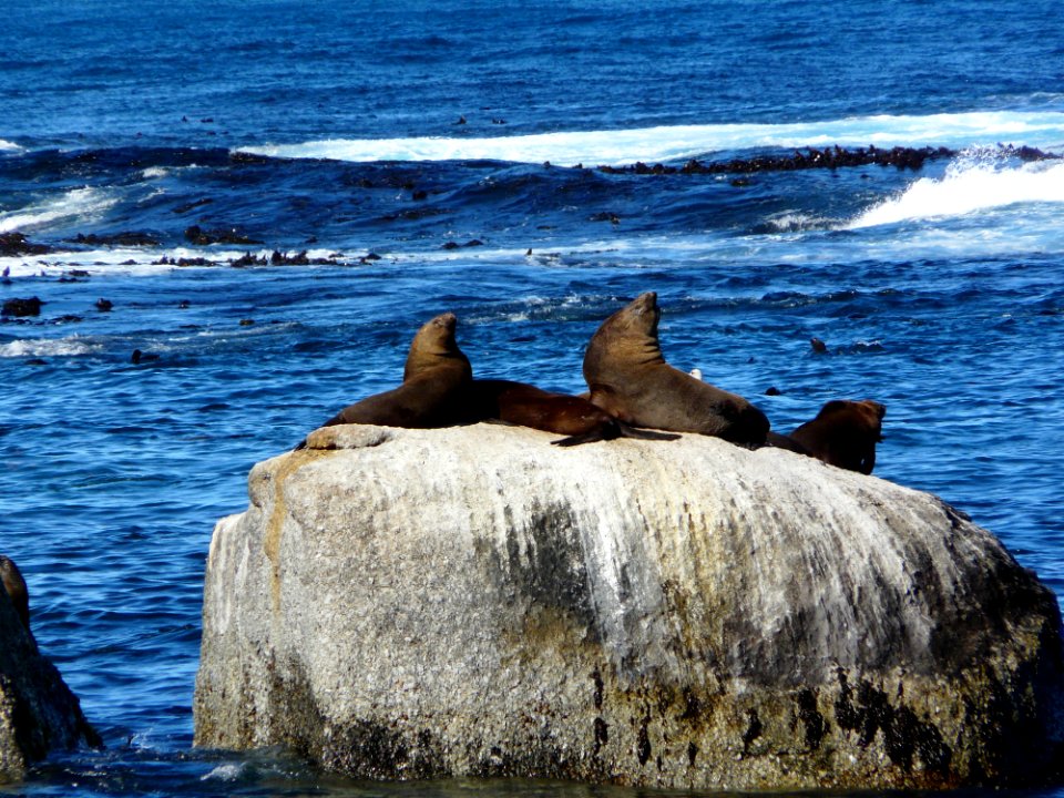 Sea Coast Rock Coastal And Oceanic Landforms photo