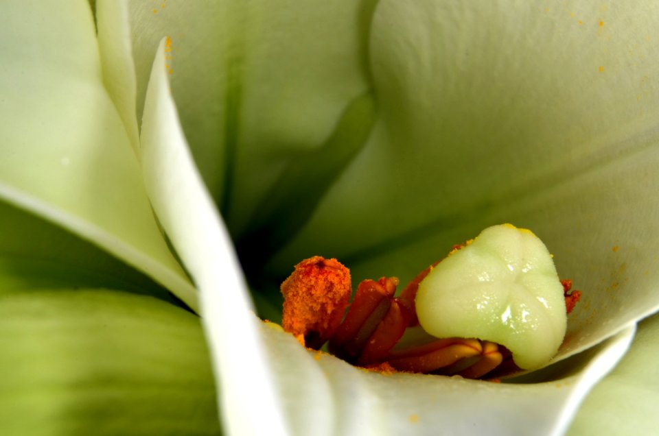 Flower Plant Flora Close Up