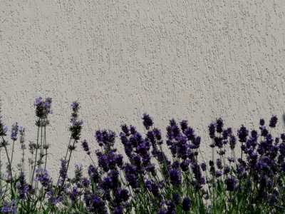 Lavender English Lavender Purple Plant