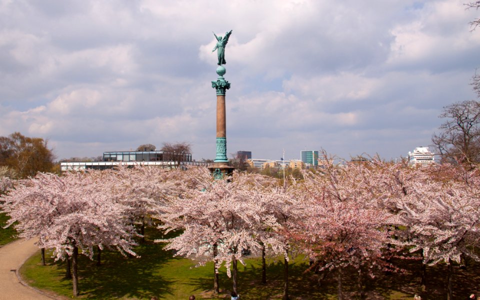 Tree Cherry Blossom Plant Flower