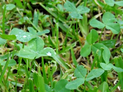 Plant Leaf Flora Grass