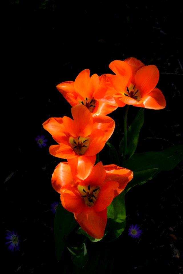 Flower Plant Flora Orange