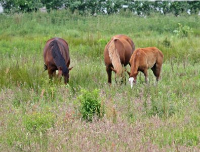 Pasture Grazing Ecosystem Grassland photo