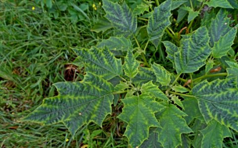 Plant Leaf Urtica Herb