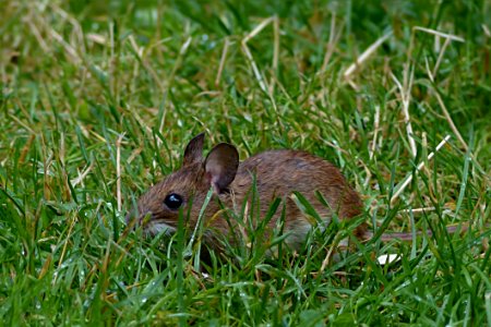Fauna Mammal Wildlife Grass photo