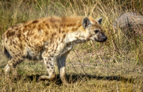 Hyena Wildlife Terrestrial Animal Mammal photo