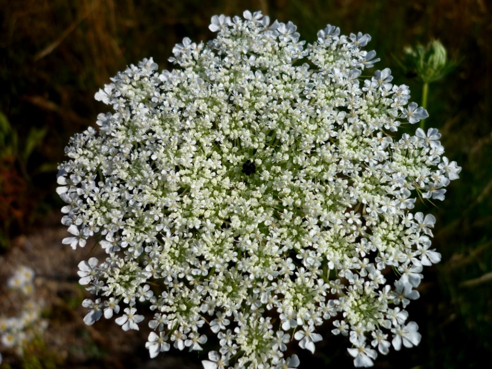 Plant Flower Cow Parsley Evergreen Candytuft