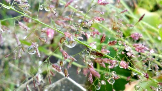 Flora Plant Water Spring